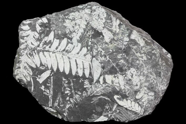 Wide Fossil Seed Fern Plate - Pennsylvania #73168